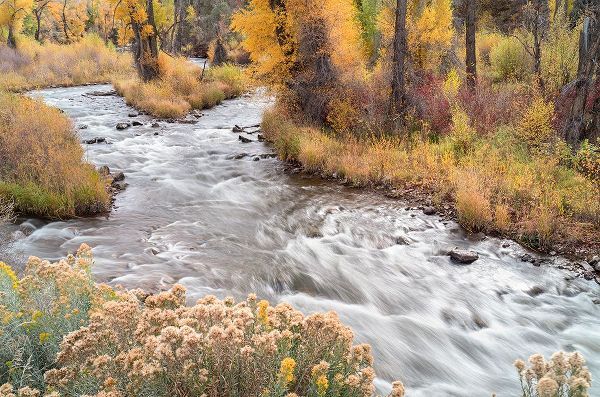 Jaynes Gallery 아티스트의 USA-Colorado-White River National Forest Fryingpan River and autumn foliage작품입니다.